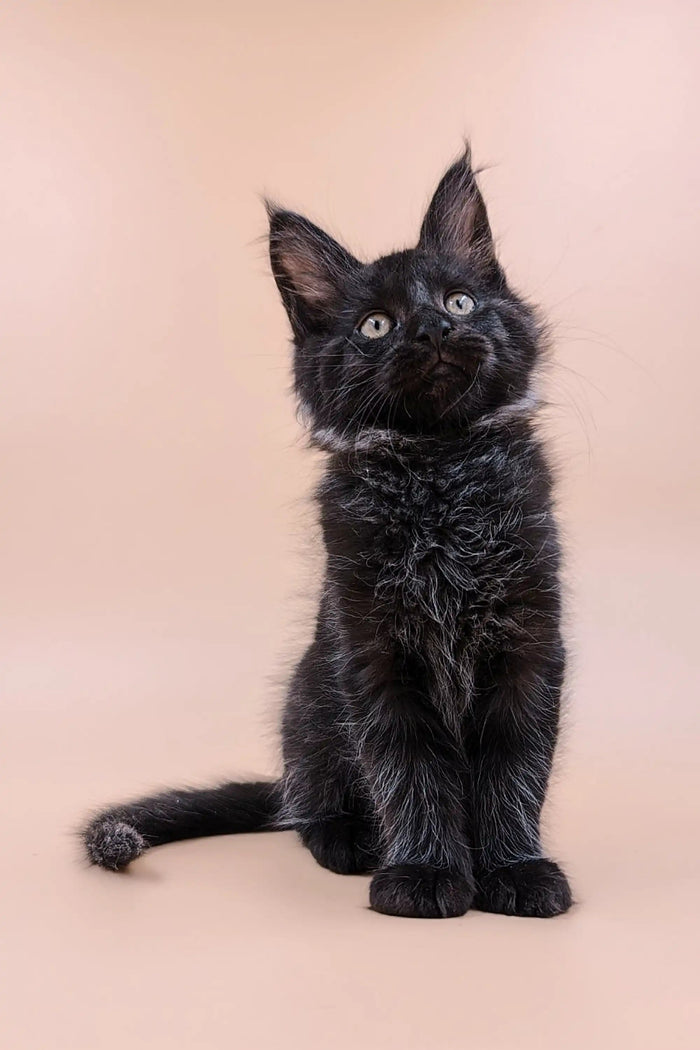 Maine Coon Kittens for Sale Kiko | Kitten