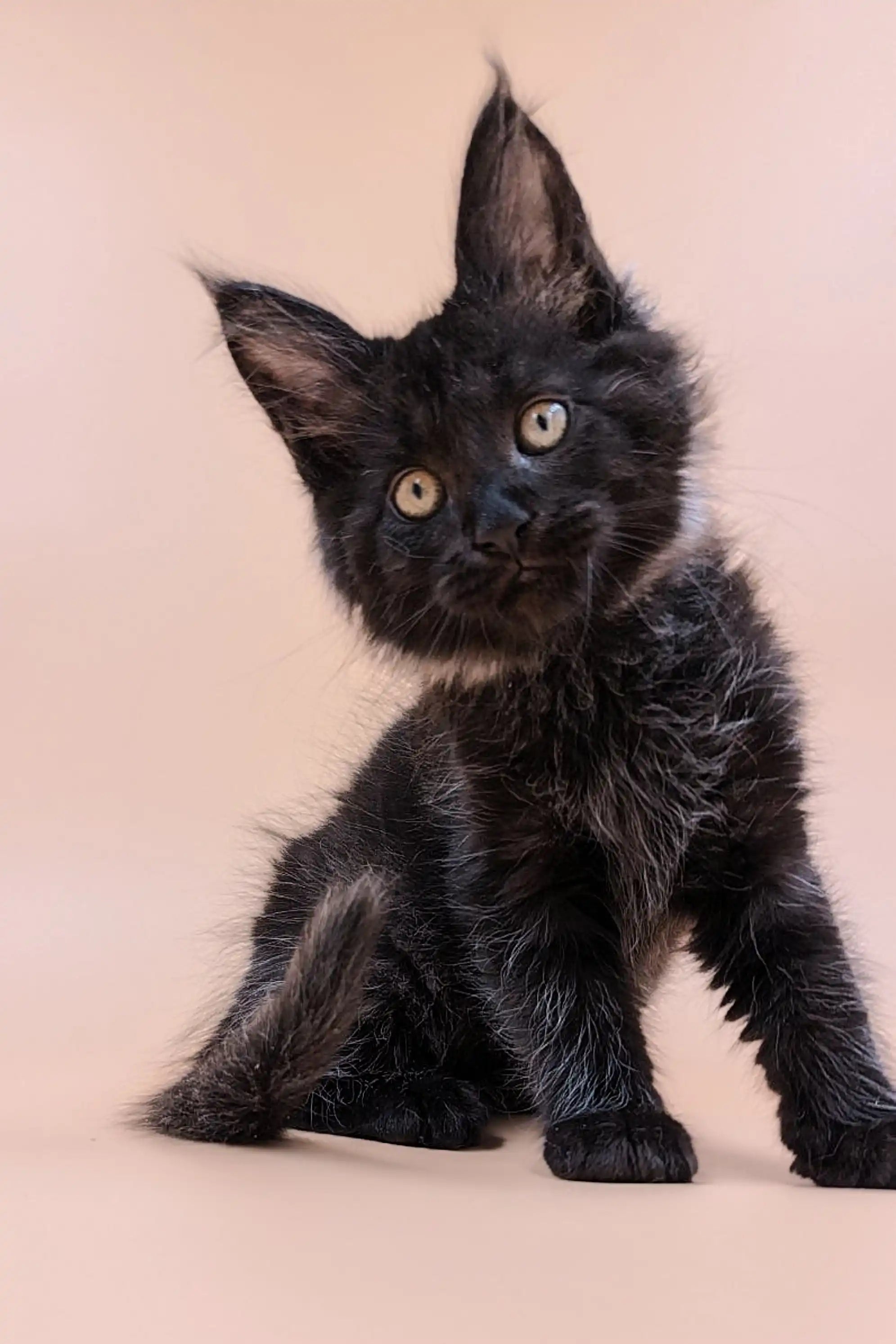 Maine Coon Kittens for Sale Kiko | Kitten