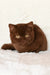 Kim | british shorthair kitten