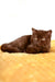 Kim | british shorthair kitten