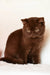 Kim | british shorthair kitten