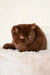 Kim | british shorthair kitten
