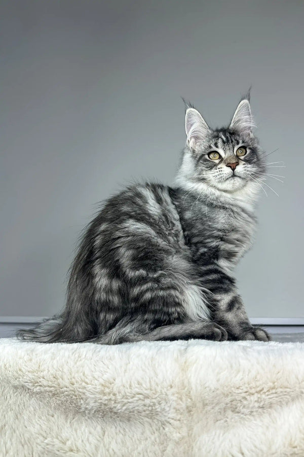 Gray tabby Maine Coon cat named Kim in a playful pose, perfect for kitten lovers