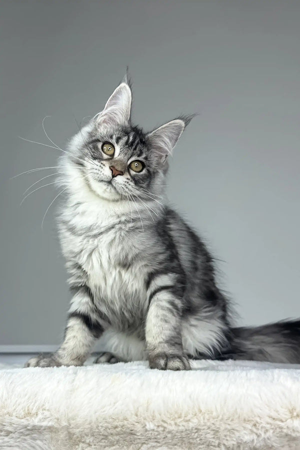 Cute Silver Tabby Maine Coon Kitten named Kim for pet lovers and enthusiasts