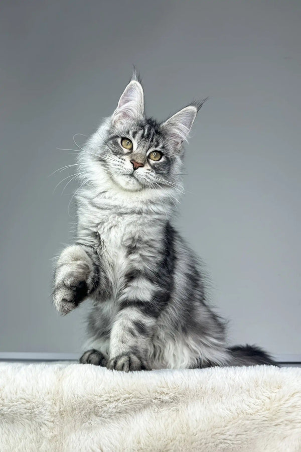 Silver Tabby Maine Coon Kitten named Kim looking adorable and playful