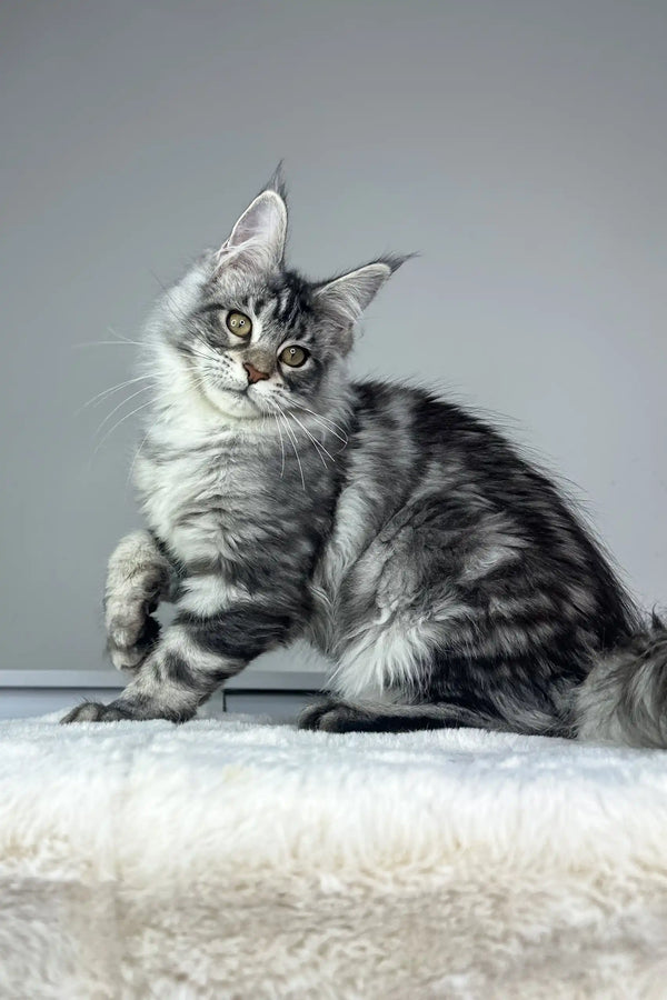 Cute Silver Tabby Maine Coon cat in the Kim Maine Coon Kitten product