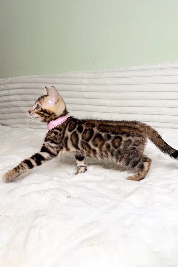 Kimberly | bengal kitten