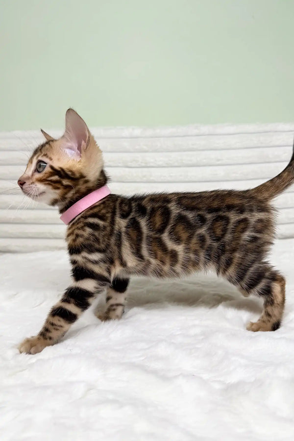 Kimberly | bengal kitten