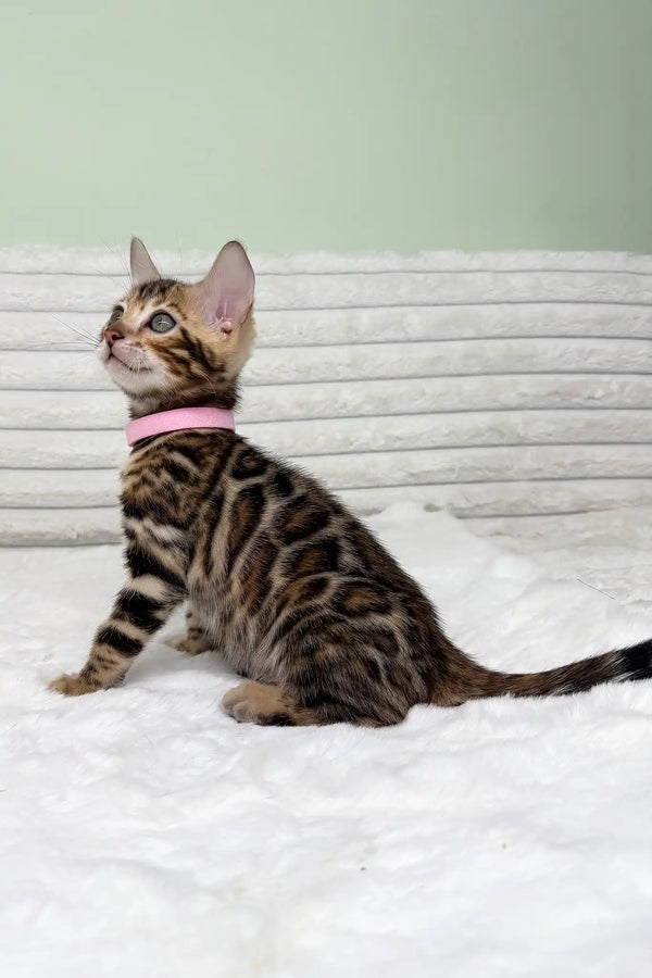 Kimberly | bengal kitten