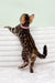 Kimberly | bengal kitten