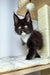 Black and white Maine Coon kitten with striking eyes sitting on a cat tree