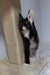 Black and white Maine Coon kitten stretching by a scratching post for playtime fun