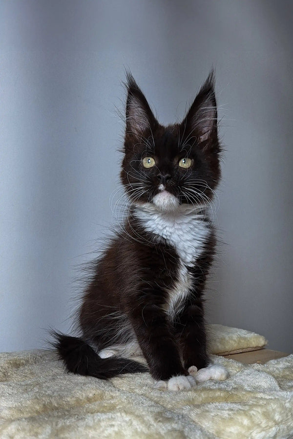 Adorable Black and White Maine Coon Kitten with cute ear tufts and bright eyes