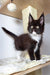 Black and white Maine Coon kitten with bright eyes sitting on a cat tree