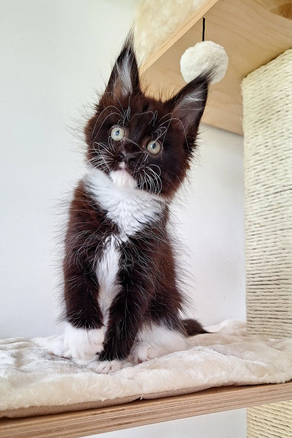 Fluffy black and white Maine Coon kitten with cute ear tufts ready for a new home