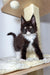 Black and white Maine Coon kitten with big ears on a cat tree, perfect for cuddles