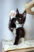 Playful black and white Maine Coon kitten with a fluffy coat and cute alert expression