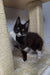 Black and white Maine Coon kitten playing on a cat tree scratching post