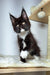 Adorable Maine Coon kitten with fluffy fur and pointed ears, super cute and playful