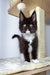 Black and white Maine Coon kitten with ear tufts sitting on a cat tree