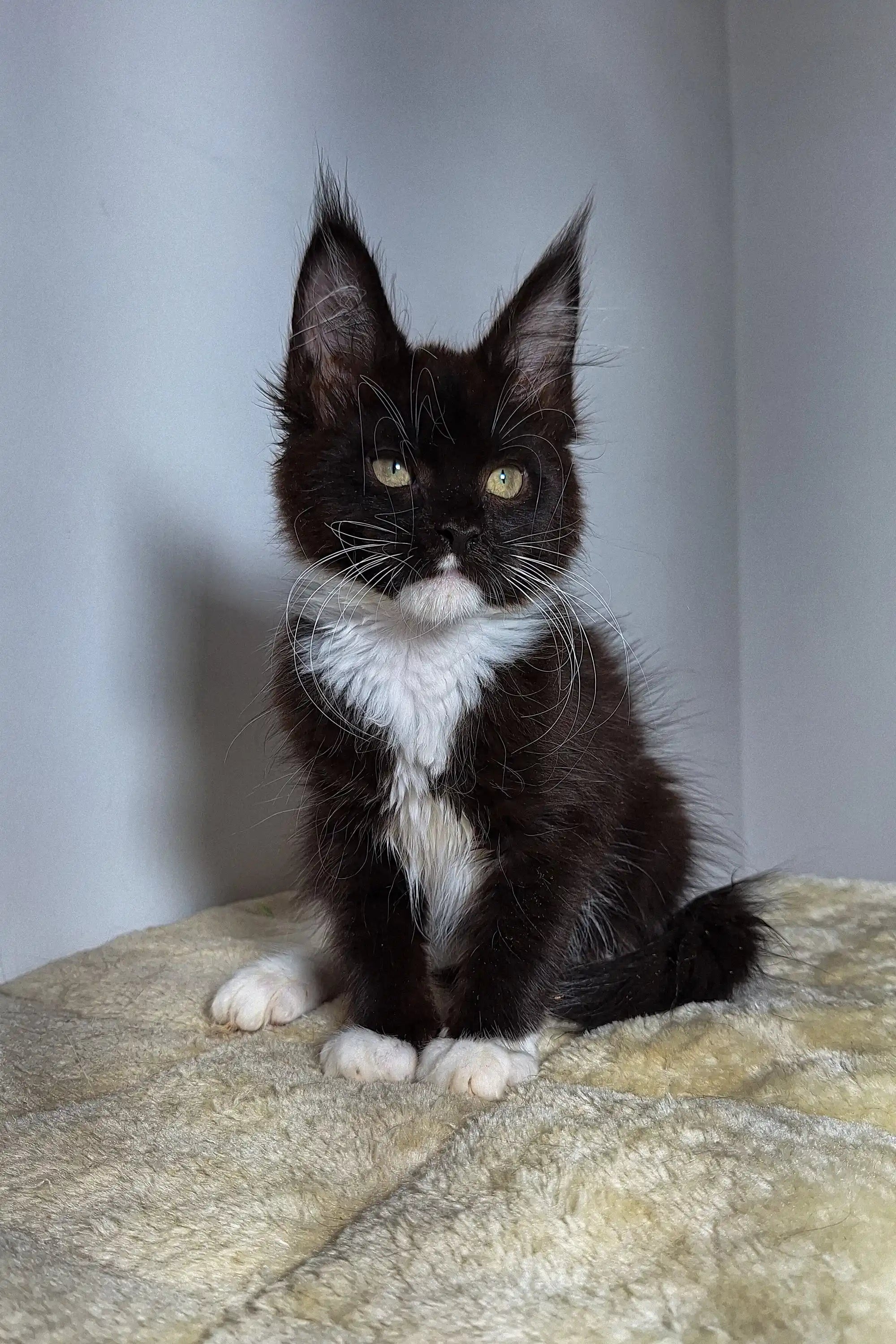 Maine Coon Kittens for Sale Kimberly | Kitten