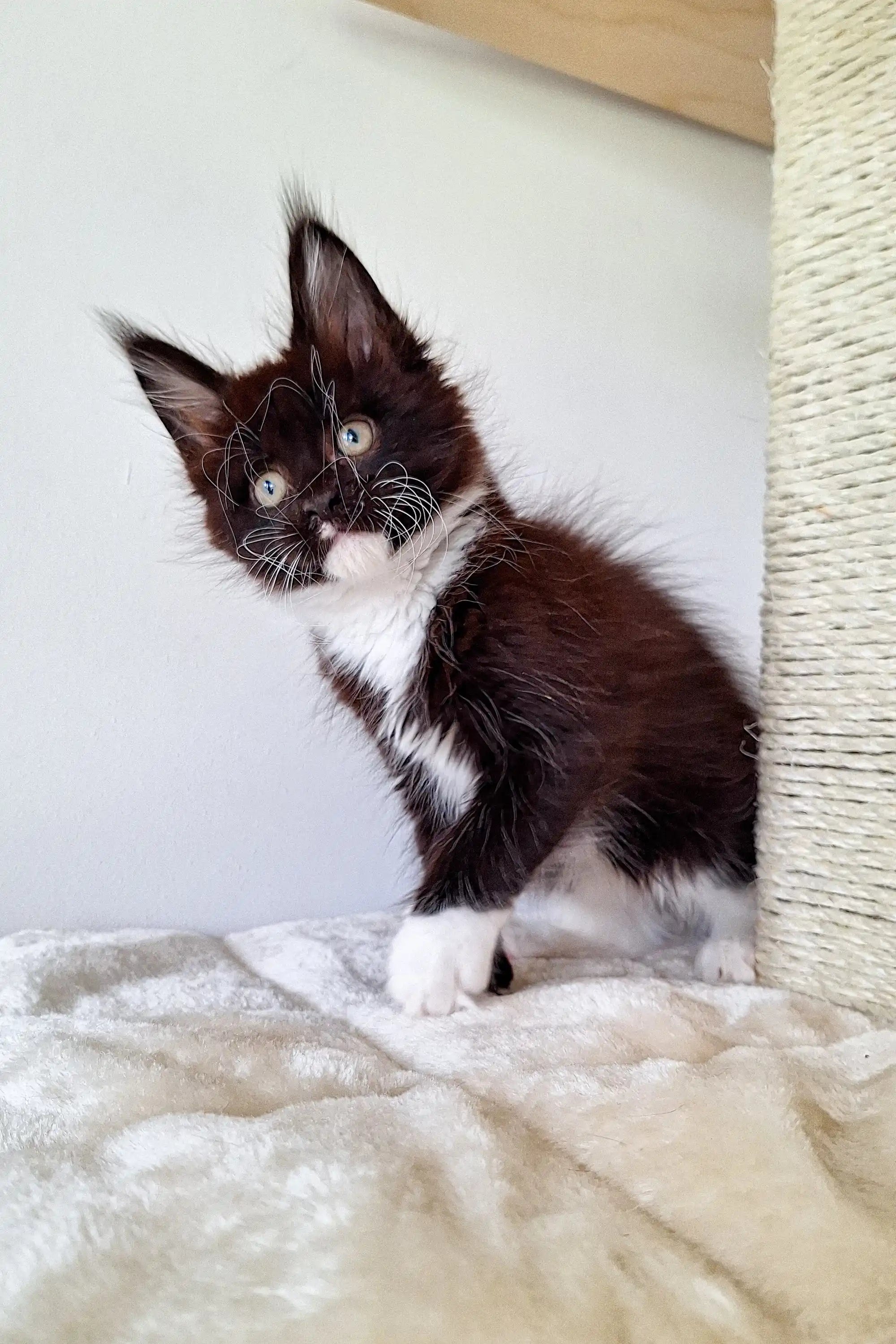 Maine Coon Kittens for Sale Kimberly | Kitten