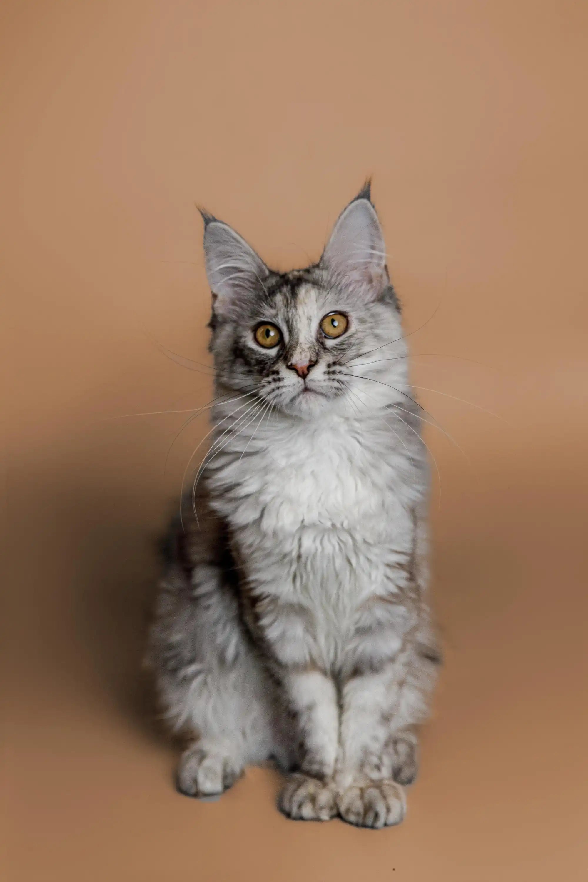 AVADA - Best Sellers Kimiko | Maine Coon Kitten