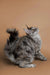 Fluffy gray tabby Maine Coon kitten with a bushy tail looking up