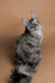 Gray and white Maine Coon kitten Kimiko with alert eyes and perked ears