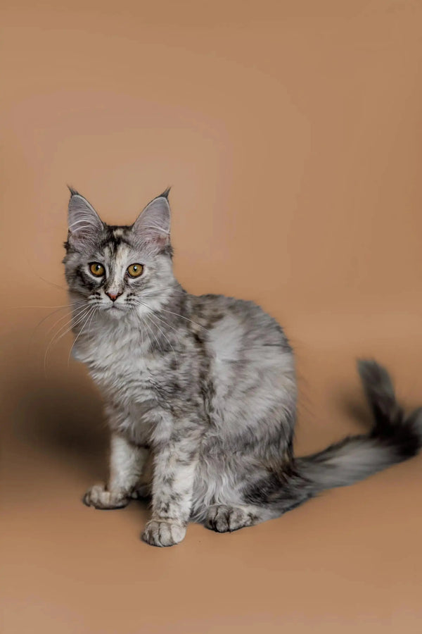 Meet Kimiko, a gray and white Maine Coon kitten with a curious expression