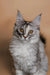 Gray and white Maine Coon kitten with ear tufts and golden eyes, perfect for cat lovers