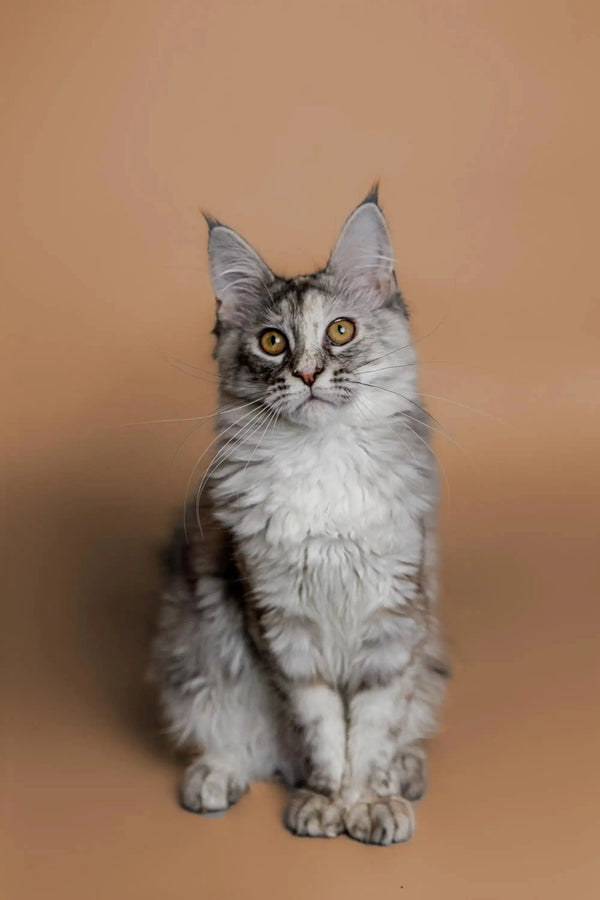 Gray and white Maine Coon kitten with ear tufts and curious expression