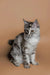 Gray and white Maine Coon kitten Kimiko sitting upright, ready to play and cuddle