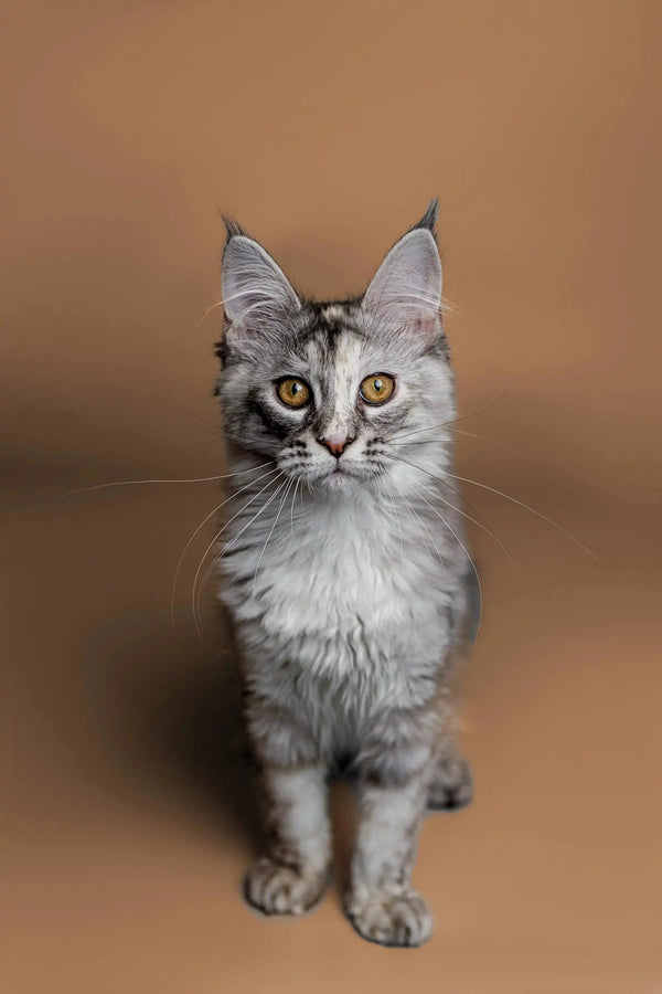 Gray and white Maine Coon kitten with big ears and alert expression for Kimiko