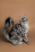 Gray and white Maine Coon kitten Kimiko with fluffy tail and pointed ears