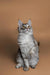 Gray and white tabby Maine Coon kitten with pointed ears sitting upright