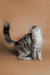 Long-haired gray and white Maine Coon kitten sitting with its head tilted up