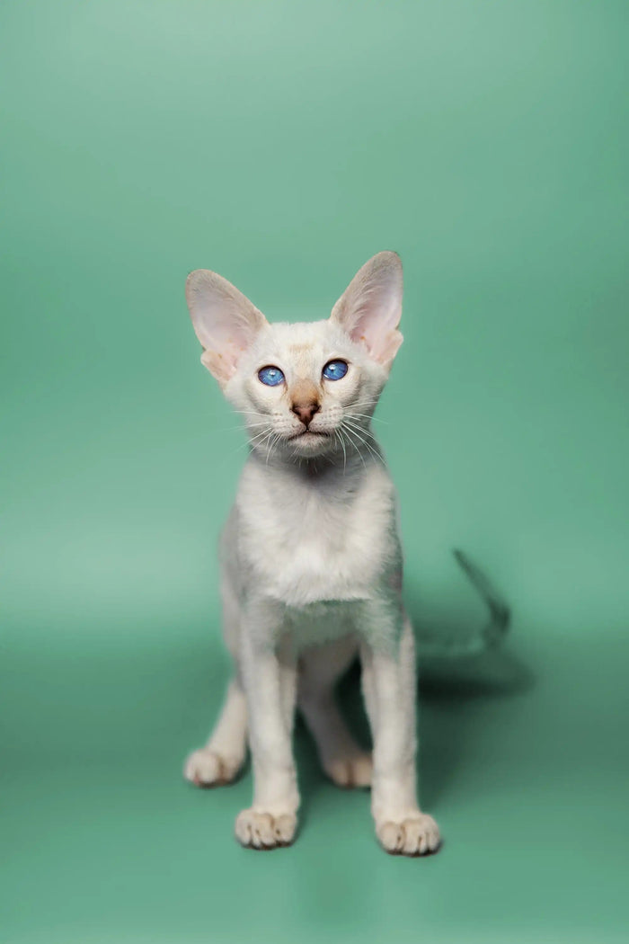 Oriental Shorthair Kittens For Sale Kimiko | Kitten