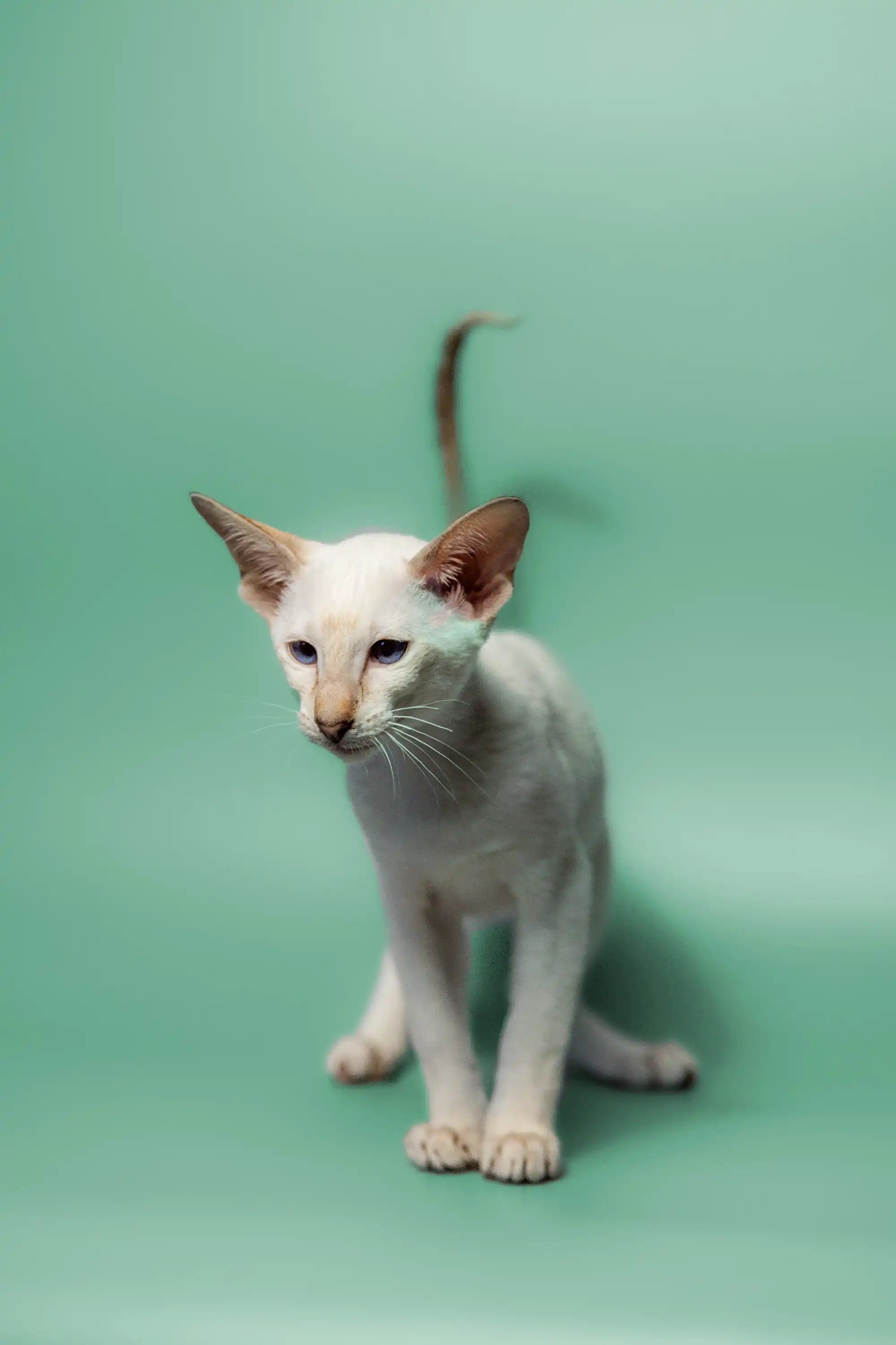 Oriental Shorthair Kittens For Sale Kimiko | Kitten