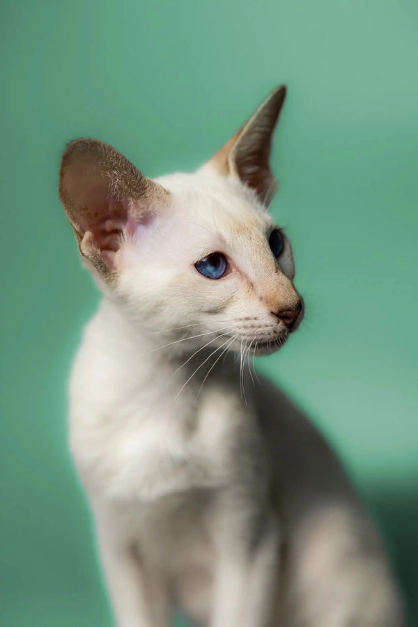 Blue Eyes Lilac Siamese Kittens For Sale Old Style Traditional