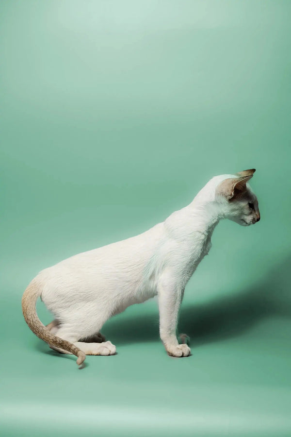 White Oriental Kitten with striking red point coat, sitting elegantly with pointed ears