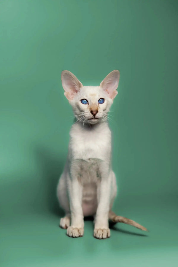 Adorable white Oriental Kitten with large ears and stunning blue eyes, red point coat