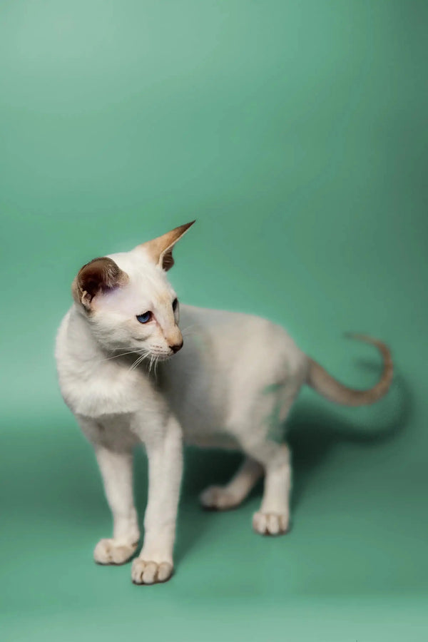 White Oriental Kitten with pointed ears and a striking red point coat