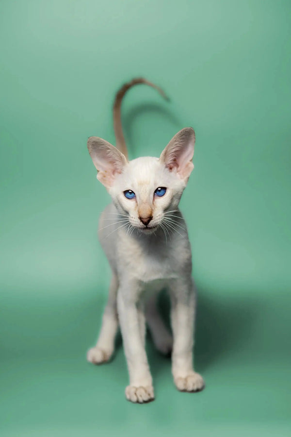 White Siamese kitten with striking blue eyes and red point coat from Kimiko Oriental Kitten