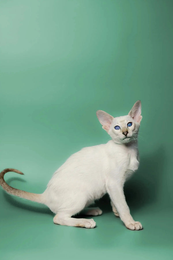Adorable White Siamese Oriental Kitten with striking blue eyes and red point coat