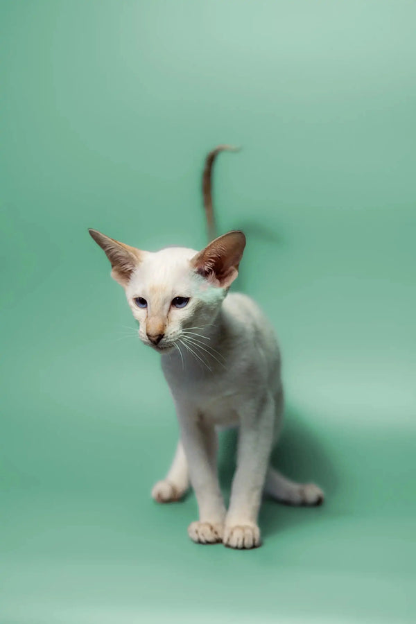 Adorable White Siamese kitten with blue eyes and pointed ears, perfect Oriental kitten