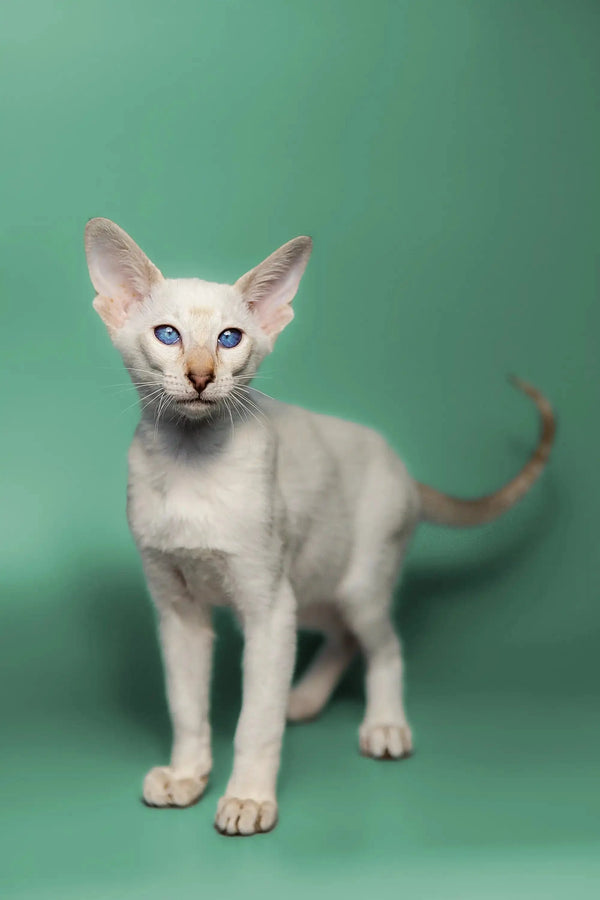 White Siamese kitten with striking blue eyes and a cute red point coat for Kimiko Oriental Kitten