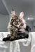 Kims | maine coon kitten