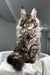 Kims | maine coon kitten