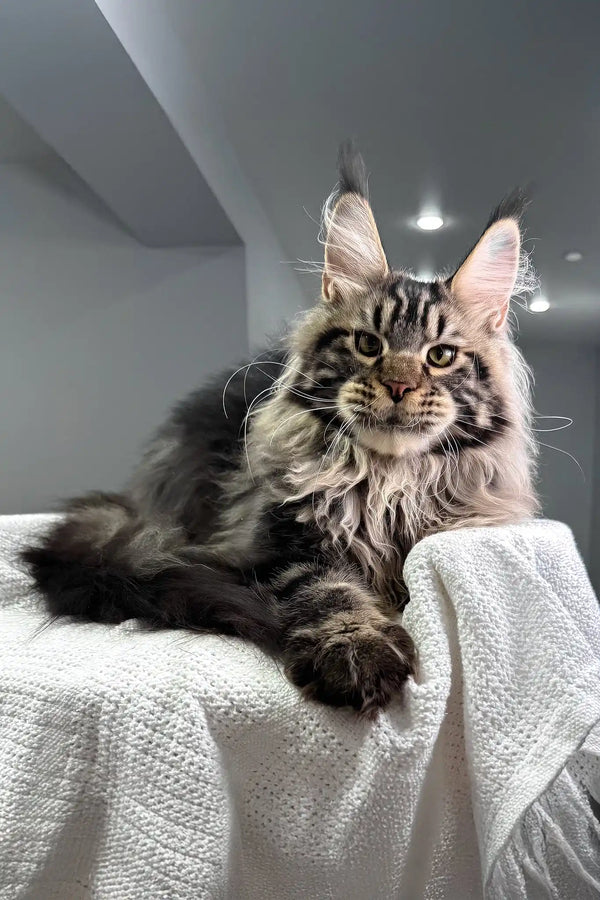 Kims | maine coon kitten